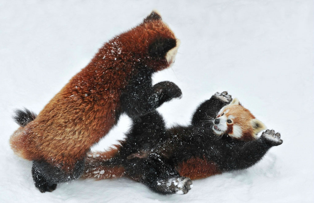 magicalnaturetour:  Two adorable small pandas playing in the snow. Photographer Josef
