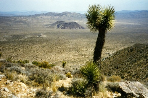 Joshua Tree (Yucca brevifolia) and Desert With Cinder Cone: Joshua Tree National Park, 1994.The phot