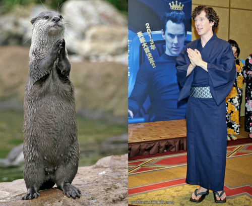 wurwurz:The “otter thing”, part 6. Oh, how much I love this bunch of silliness.ALL the comparisons a