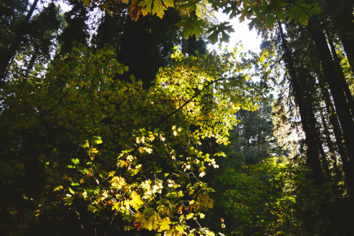 megarah-moon:My soul is healedSequoia Park- Eureka, California (10/12/2019)♡ Prints and more at my S