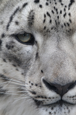 earthlynation:  Snow Leopard Close Up by