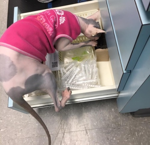 catsbeaversandducks: Meet Nurse Raisin She’s cute, professional, kind and very efficient! Photos by Raising Raisin - The Animal Medical Clinic Sphynx Kitty 