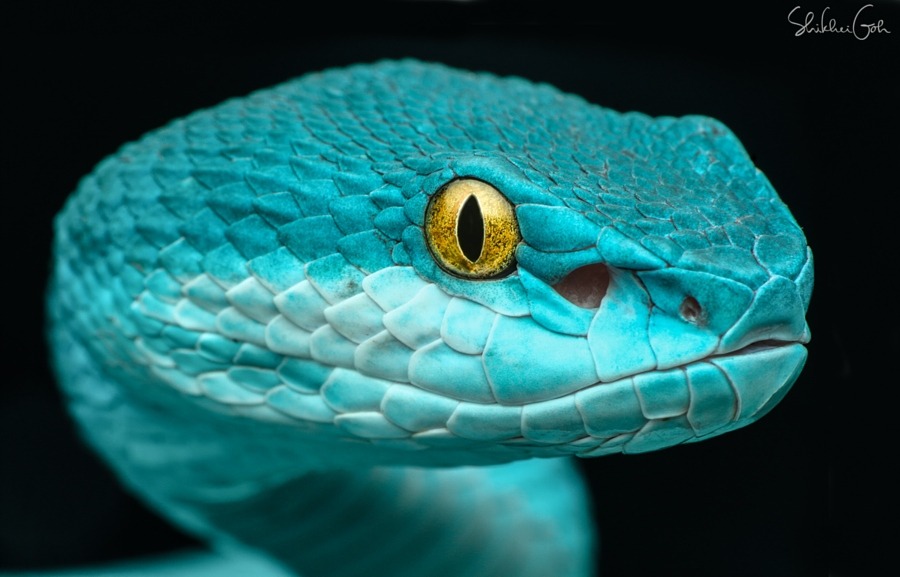drxgonfly: Trimeresurus (cryptelytrops) insularis (by shikhei goh) 