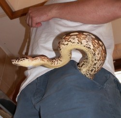 dnotive:  Is that a snake in your pants,