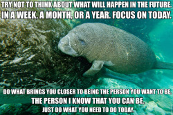 calmingmanatee:  [Image description: A photograph of a baby manatee alongside their mother. TEXT: “Try not to think about what will happen in the future. In a week, a month, or a year. Focus on today. What what brings you closer to being the person