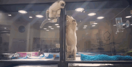 catwithbenefits:  blazepress:  Kitten Escapes Pet Store Display to Join Lonely Puppy