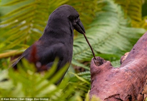 zsl-edge-of-existence: The Hawaiian crow is one of only two bird species in the world known to spontaneously use tools.  Previously, the only bird known to do so was the New Caledonian crow, but researchers noticed that the two species were extremely