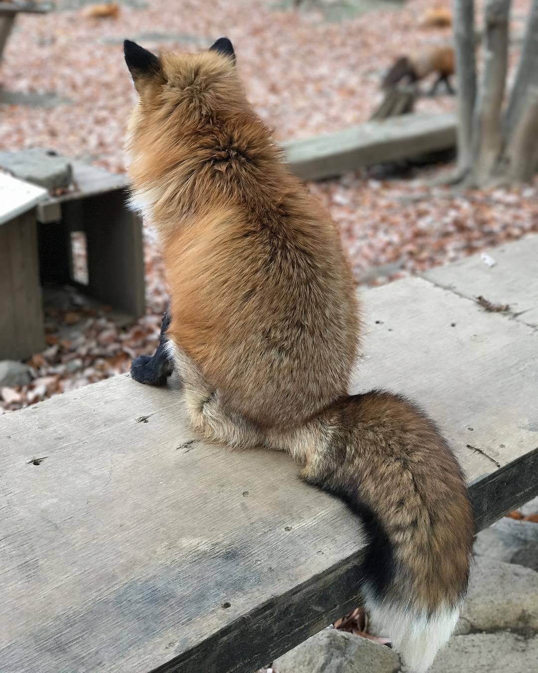 everythingfox:  Miyagi Zao Fox Village📷: Zoe Pasco