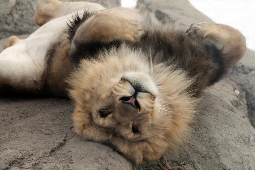 Baruti, the three and a half year old lion, rolling around on his rock and generally acting cute as 