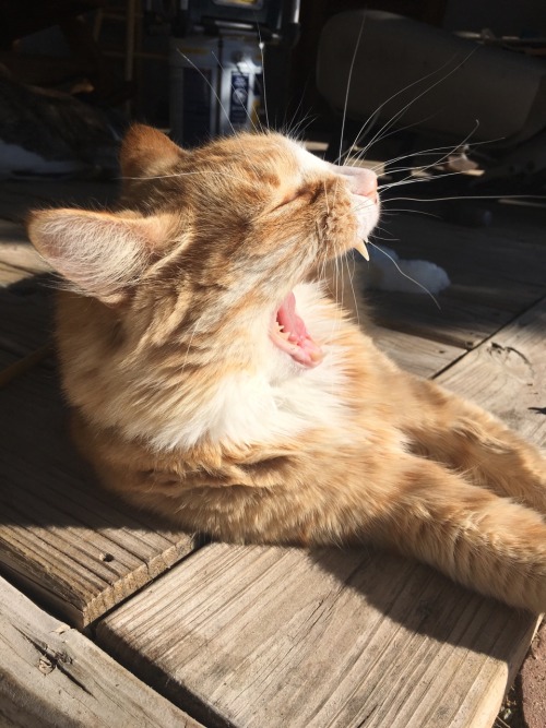 Here’s a compilation of some mid-yawn shots of Douglas(submitted by fairyganjmother)