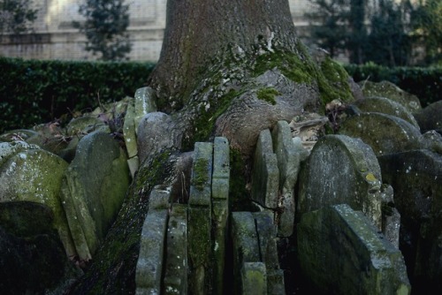 fallbabylon:The Hardy Tree- St Pancras Old Church, London