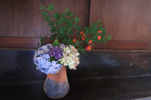 June Ikebana - Hydrengeas and Momiji. For the whole month of June our garden was bursting with color