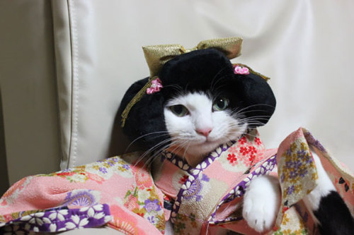 peachesatthedisco: tinyredbird: boredpanda: Cats In Kimonos Are A Thing In Japan this is my light th