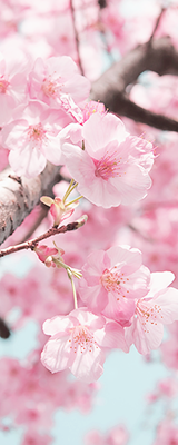 plumu: Sakura (by 20EURO) 