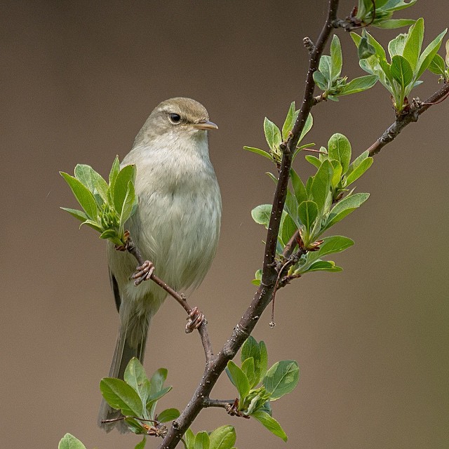 noraneko180:  ウグイス Japanese Bush Warbler  上手に鳴いてました #ウグイス