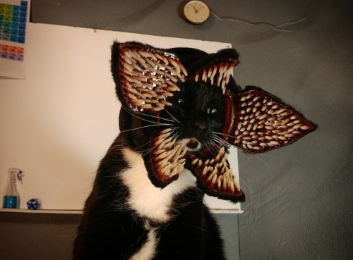 cat-cosplay: …And though you fight to stay alive Your body starts to shiver For no mere mortal can r