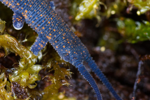 onenicebugperday: Velvert worm, New Zealand peripatus, Peripatoides novaezealandiae Velvet wor