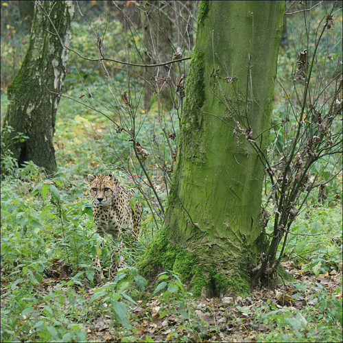 Camouflaged cheetah by Foto Martien on Flickr.Via Flickr: Cheetah in the Safaripark of Burgers Zoo i