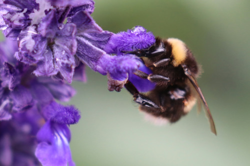 Bumblebees/humlor.