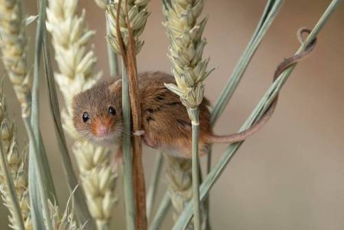 pagewoman:Harvest mouse✮
