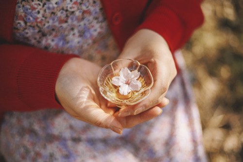 2022-04-02Spring, Cherry Blossom PicnicCanon EOS R6 + RF50mm f1.8 STMInstagram  |  hwantas