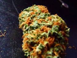 strictly-hydroponic:  Trinity kush w/edit nd Trinity Kush w/o