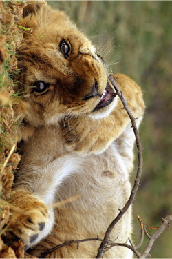 wolverxne:  Lion Cub - by: Michael Poliza