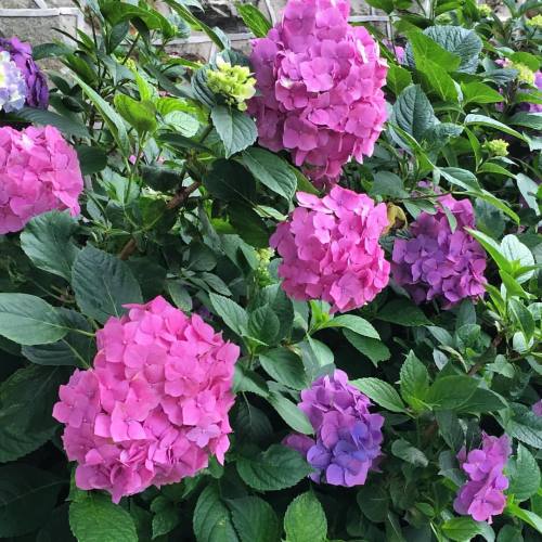 Woah these babies are flourishing! They&rsquo;re actually that bright in person. #hydrangea #gardeni