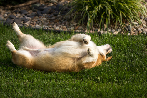 thefrogman:  otisthecorgi:  Otis thoroughly enjoying this patch of lawn.  If you love goofy dogs and you aren’t following Otis’s tumblr, you’re missing out.