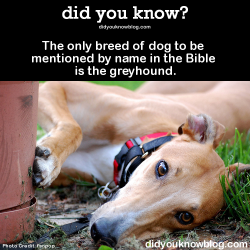 did-you-kno:  The only breed of dog to be