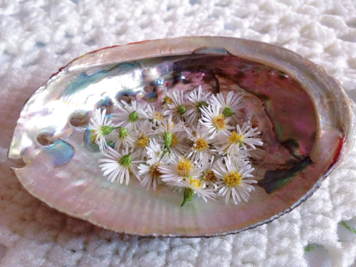 floralwaterwitch:~ some of the flower specimens I have collected throughout this summer ✨