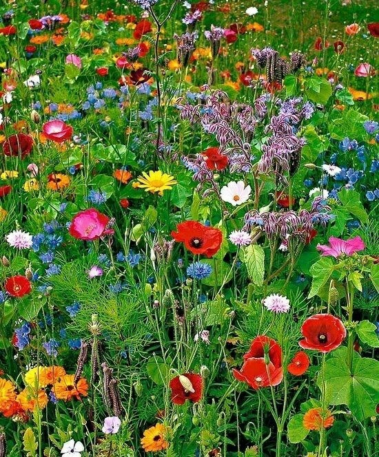 simply-beautiful-world:She belongs among the wildflowers…