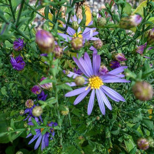 A splash of #purple in a sea of #green#novemberflowers #november #Autumn #autumnflowers #daisy #na