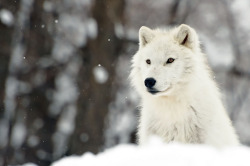 brutalgeneration:  An Artic Wolf (by affinity579)