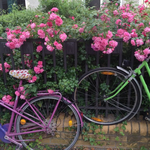 amantissima:  roses on my bed and roses in front of my house 