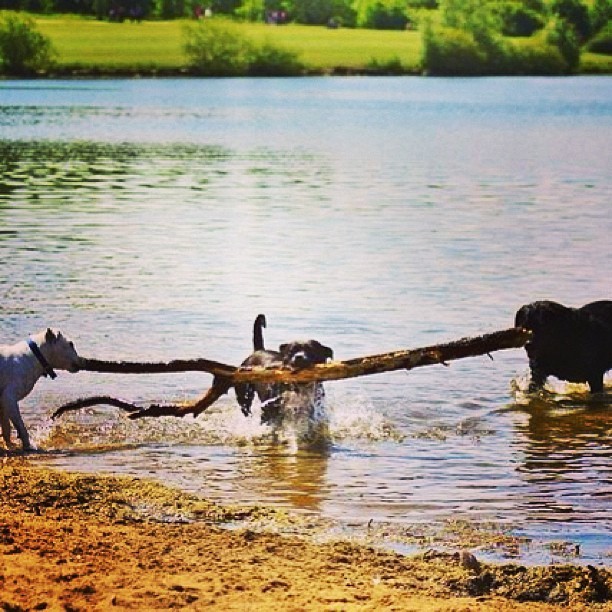 Team work. #pets #dogs #fun #fetch #bigassstick