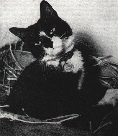 historicalfirearms:Able Seacat SimonAble Seacat Simon, ship’s cat of HMS Amethyst.  Simon and the Am