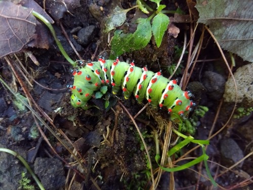 onenicebugperday:  Calleta silkmoth adults and caterpillars, Eupackardia calleta, SaturniidaeFound in Arizona, New Mexico, Texas, Mexico, and Central America. Some specimens have been recorded with wingspans of more than five inches.Photo 1 by jpietra,