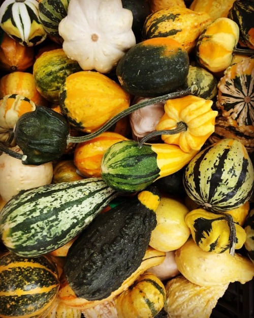 #fall #october #halloween #squash #edibleart  (at Antioch, California) https://www.instagram.com/p/Box3-4tg0so/?utm_source=ig_tumblr_share&igshid=42fcl4mj6q65