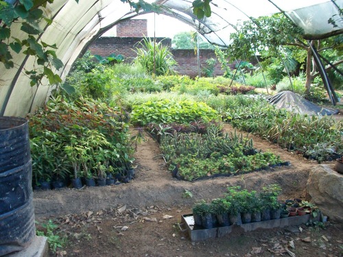 “PaNthunzi is a Permaculture and sustainability Centre in Blantyre,Malawi which is run by Chris Walk