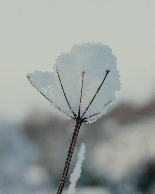 Winter Flowers, 2021Website · Newsletter · Instagram 