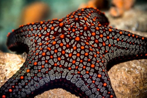 montereybayaquarium:Need a nap? The Panamic cushion star is here to help! Stop by our special exhibi