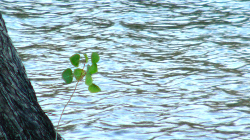 colorado river