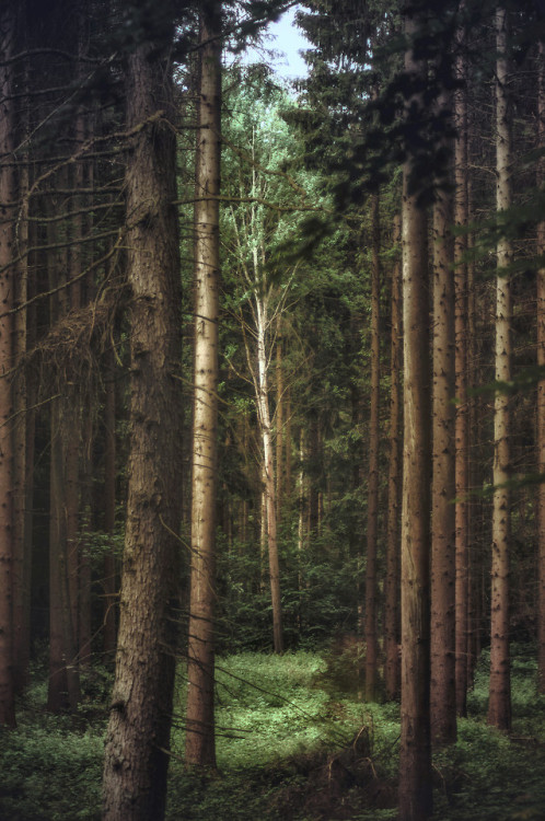 pixelcoder:Midsummer Days - German Woodlands - June 2k18Prints  | Instagram