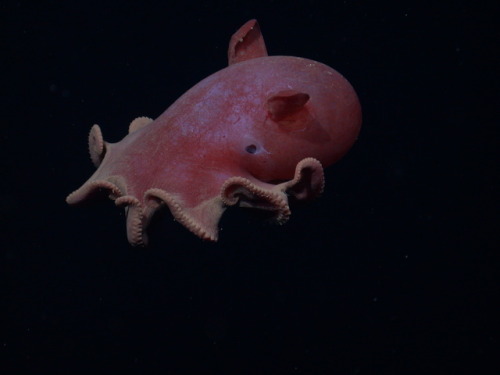 mbari-blog:Happy International Octopus Day! ⁠⁠ These incredible animals certainly deserve some celeb