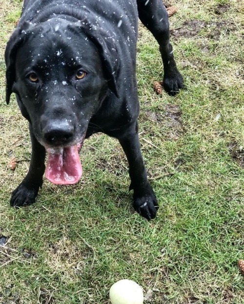 Snow? What snow? Play ball! #dogsofinstagram #mastadorable #mastador #doggys #balltime #playballever