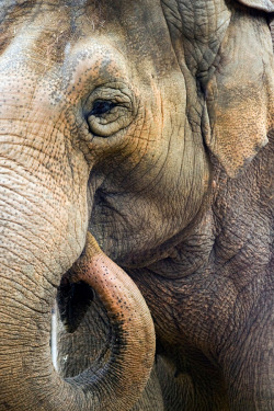 brazenbvll:  Elephant : (©)  