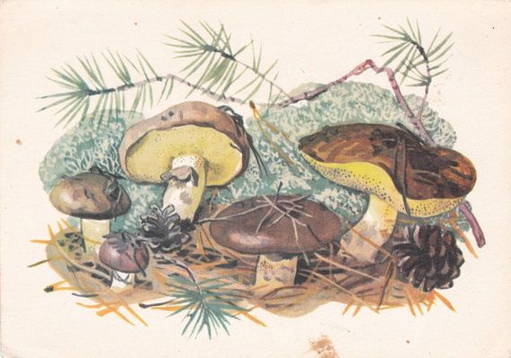 Suillus mushrooms postcard from the 1960s, artist O. Zhivotkov
In my shop: http://etsy.me/2ChDy0L