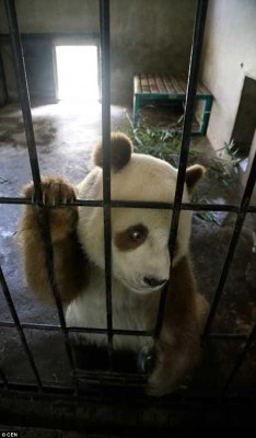 sixpenceee:  This rare brown panda is walking