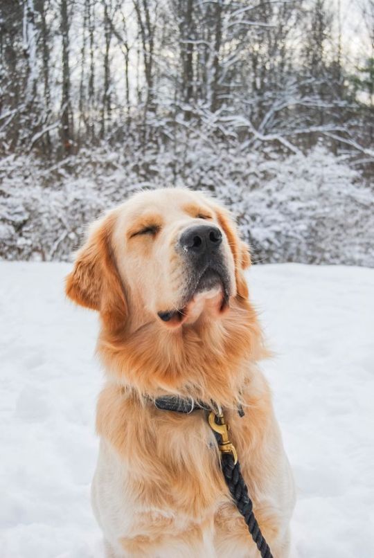 Golden Retrievers appreciation post 😍🌼🐕